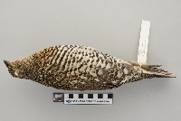 Dendragapus canadensis image