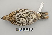 Dendragapus canadensis image