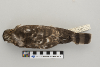 Accipiter striatus image