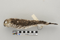 Accipiter striatus image