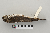 Accipiter striatus image