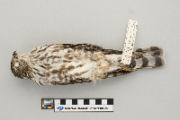 Accipiter striatus image