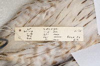 Accipiter cooperii image