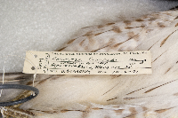 Accipiter cooperii image