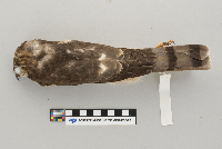 Accipiter striatus image