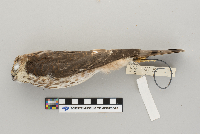 Accipiter striatus image
