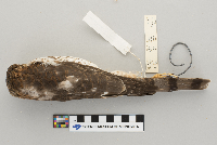 Accipiter striatus image
