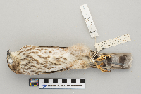 Accipiter striatus image
