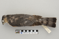Accipiter striatus image