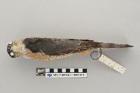 Accipiter striatus image