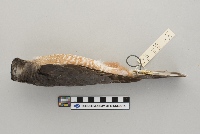 Accipiter striatus image