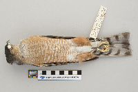 Accipiter striatus image