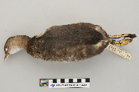 Podilymbus podiceps image