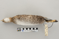 Podilymbus podiceps image