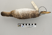 Podilymbus podiceps image