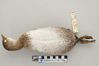 Podilymbus podiceps image