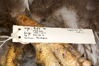 Haliaeetus leucocephalus image