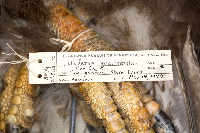 Haliaeetus leucocephalus image