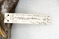 Lophodytes cucullatus image