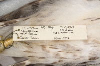 Accipiter cooperii image