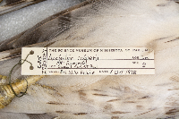 Accipiter cooperii image