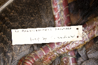 Meleagris gallopavo image