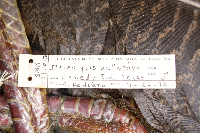 Meleagris gallopavo image