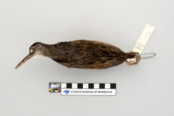 Rallus limicola image