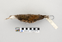 Rallus limicola image