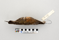 Rallus limicola image