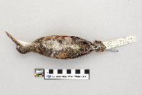 Rallus limicola image