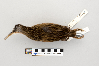 Rallus limicola image