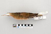 Rallus limicola image