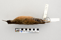 Rallus limicola image