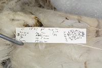 Bubo virginianus image