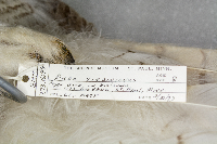 Bubo virginianus image