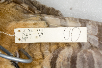 Bubo virginianus image