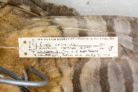 Bubo virginianus image