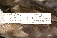 Aquila chrysaetos image
