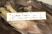 Aquila chrysaetos image
