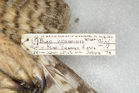 Bubo virginianus image