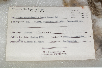 Bubo virginianus image