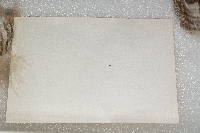 Bubo virginianus image