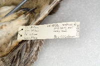 Bubo virginianus image