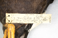 Somateria spectabilis image