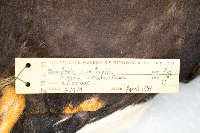 Media resource of Somateria spectabilis