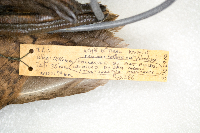 Somateria spectabilis image