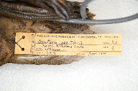 Somateria spectabilis image