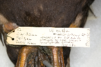 Somateria mollissima image