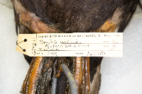 Media resource of Somateria mollissima